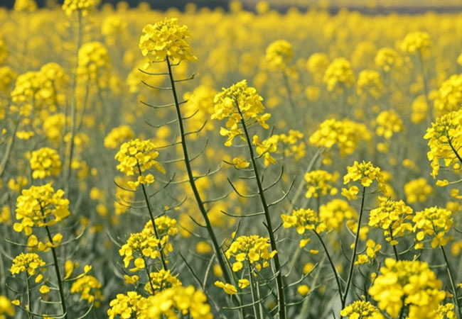 油菜秋播病虫草害防治技术